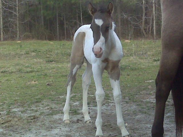 Dirty Flirt colt 2010