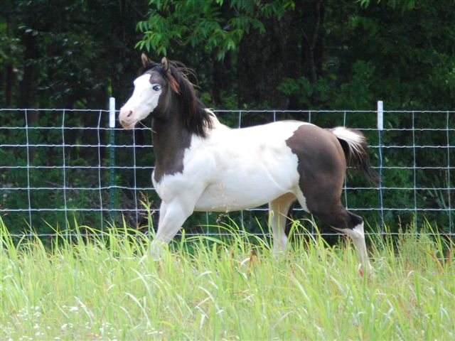 Dirty Flirty Jill 2010