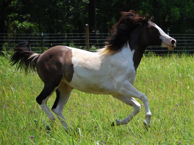 Dirty Flirty Jill 2010