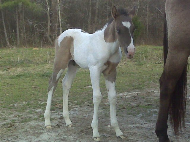 Dirty Flirt colt 2010