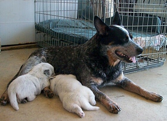 Lovey litter 5-17-02 