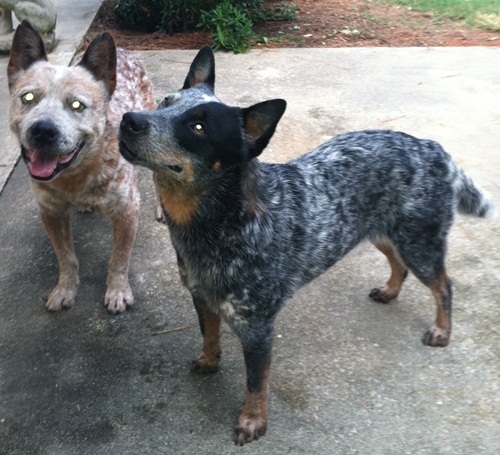 Smack with Orange Crush Sept 2011