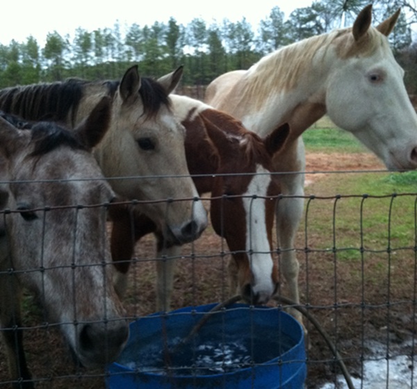 2008 Timber Ranch & Kennels
