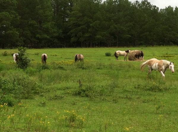 Timber broodband 2012