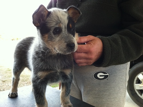 Mimi at 9 weeks of age