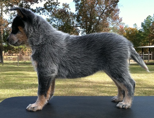 Mimi at 9 weeks of age