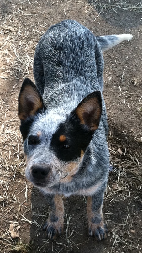 Mimi 12 weeks of age