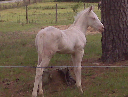 Blondie X Sky foal 2008