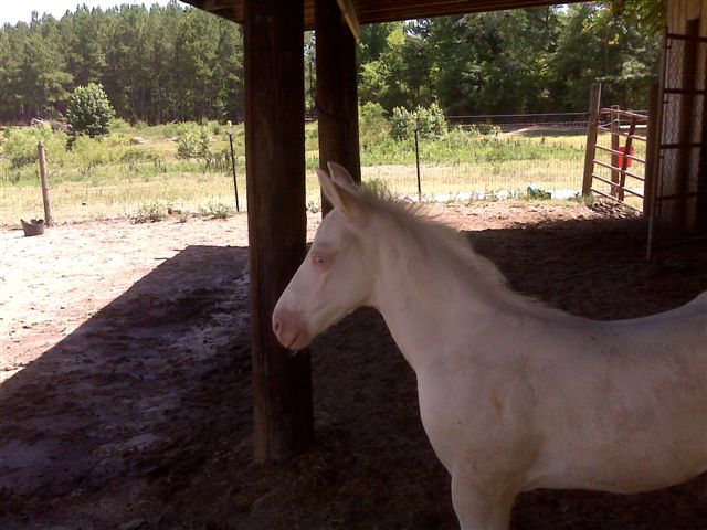 Blondie X Sky foal 2008