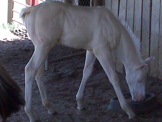 Blondie X Sky foal 2008