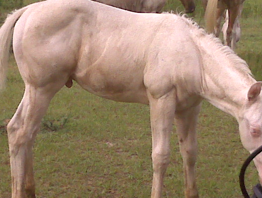 Blondie X Sky foal 2008
