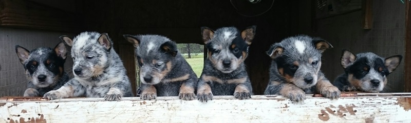 Clooney x Matilda 2015