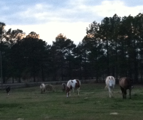 2008 Timber Ranch & Kennels
