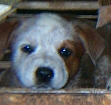 red speckled female with 1/2 mask