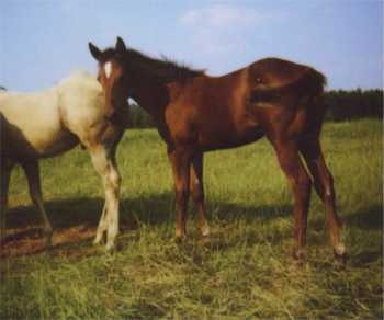 Rita as a weanling