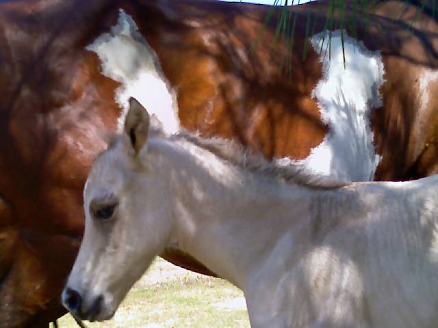 Cheyenne X Boogieman