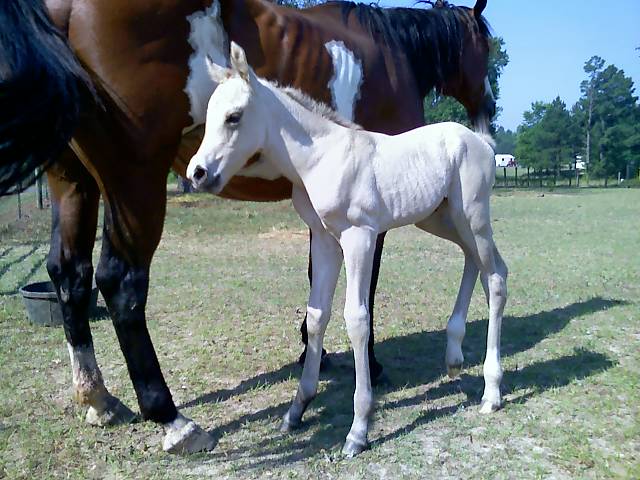 Cheyenne X Boogieman