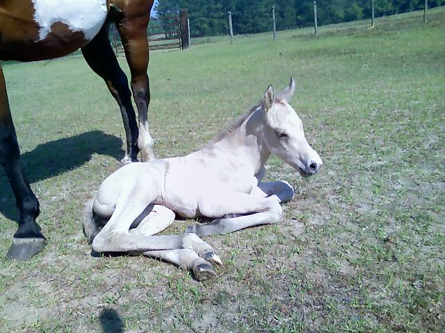 Cheyenne X Boogieman