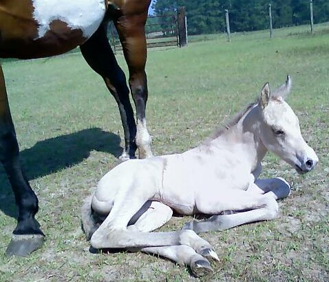 Cheyenne X Boogieman