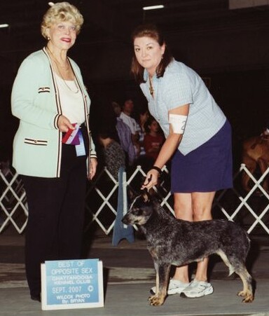 Serra Winners Bitch Chattanooga Kennel Club 9-16-07