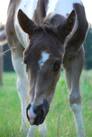 Cookie X Sky foal 2009