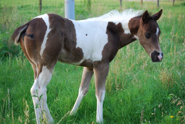 Cookie X Sky foal 2009
