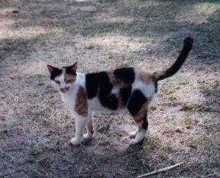 Sunflower the barn cat