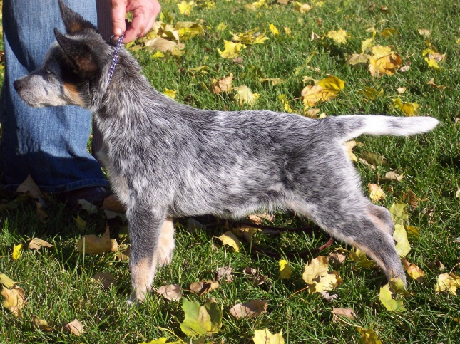 Alina X Crush pup 2006