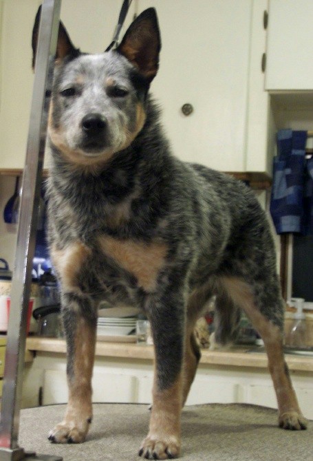 Alina X Crush pup 2006