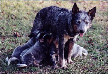 Teddy and her puppies
