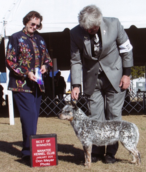 Matilda Best of Winners Manatee Kennel Club Jan 2011