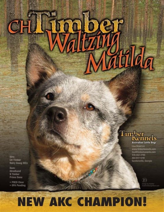 Matilda ACD Spotlight Ad