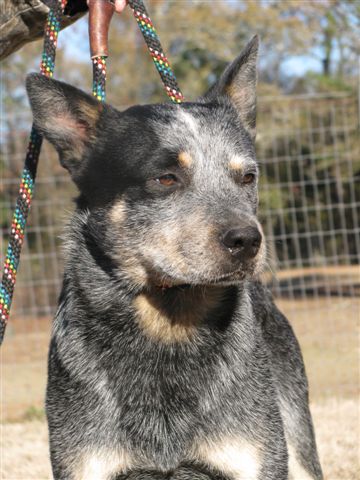 Austmans Call Of The Wild