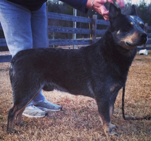 Austmans Call Of The Wild