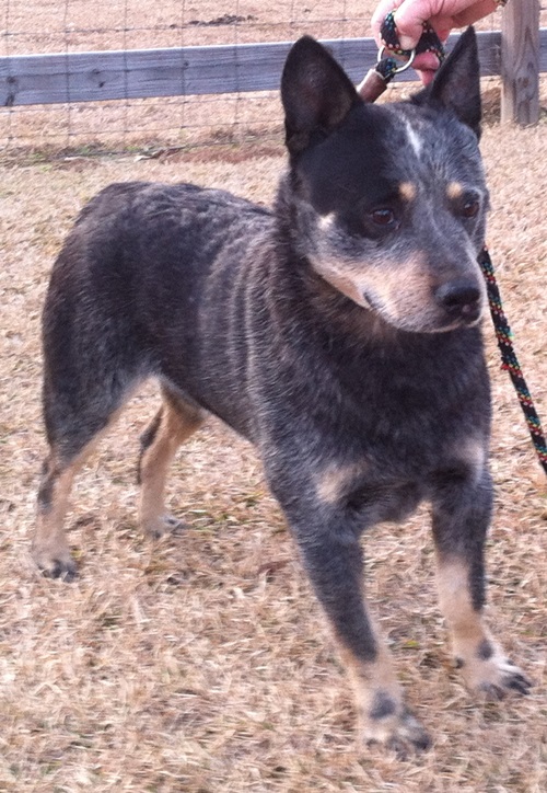 Austmans Call Of The Wild