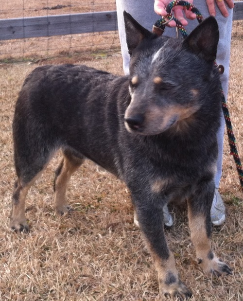 Austmans Call Of The Wild