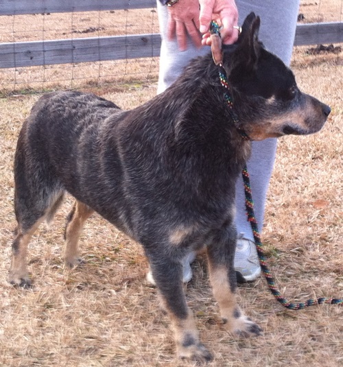 Austmans Call Of The Wild