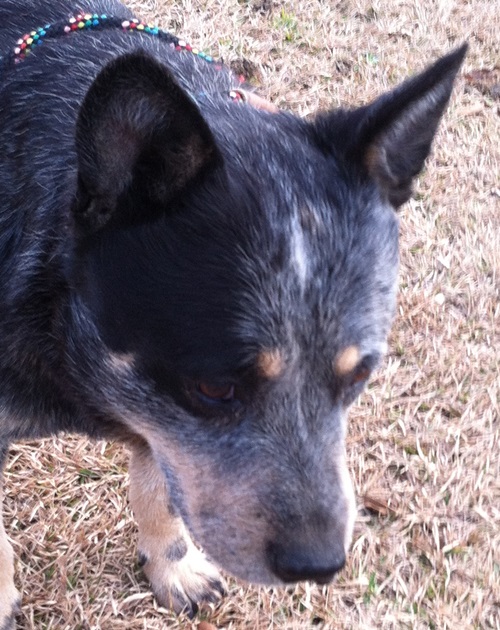 Austmans Call Of The Wild