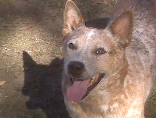 Champion Roan Creek Spec O Tucker at Timber Kennels 2010