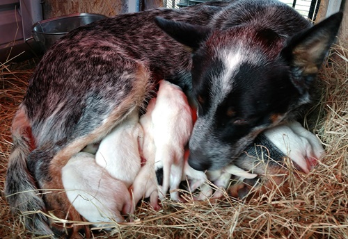 George x Vanna puppy