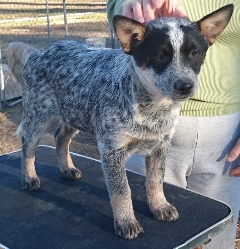 George x Vanna puppy