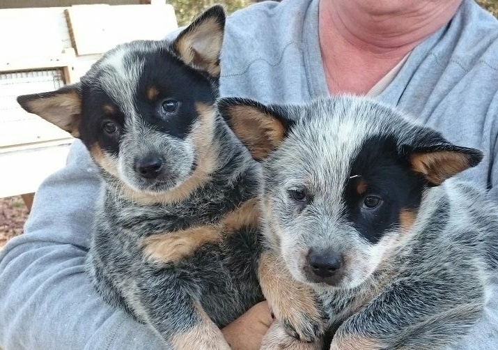 George x Vanna puppy