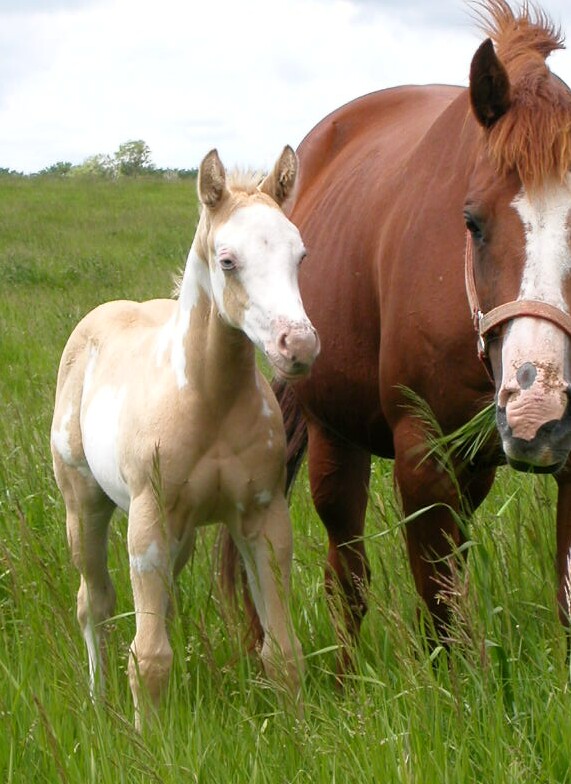 Zip filly-weanling 2004