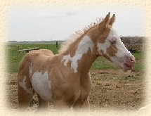 Zip filly-weanling 2004